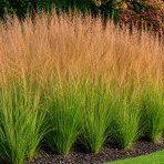 Bezkolenec belasý (Molinia caerulea) 'Heidebraut' kont. C1,5L